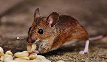 24 Hour & Emergency Exterminators in Foxcroft, PA